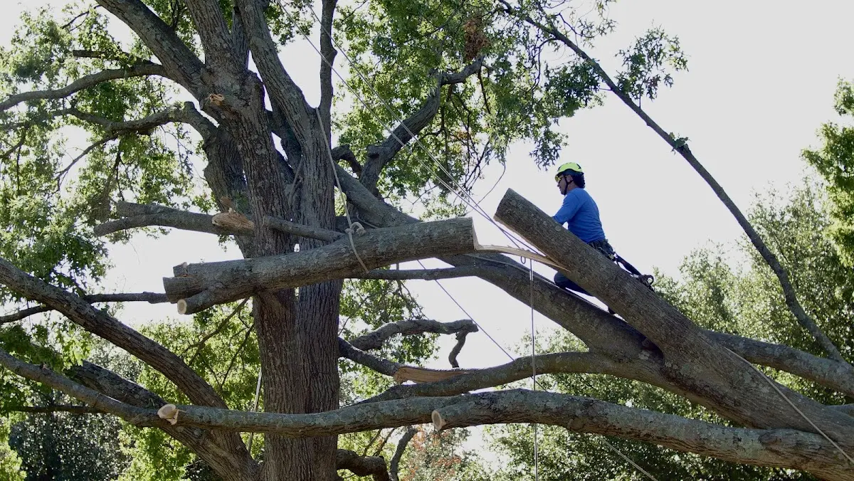 Professional Crown Thinning performed by certified arborists in Savannah